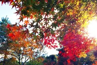 天龍寺の写真・動画_image_104472