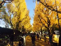 明治神宮外苑いちょう並木の写真・動画_image_104517