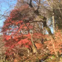 吉祥寺の写真・動画_image_104613