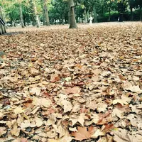 蘆花恒春園の写真・動画_image_104823