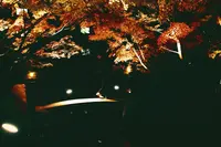 大田黒公園の写真・動画_image_104980