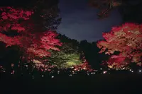 大田黒公園の写真・動画_image_104983