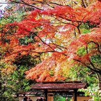 六義園の写真・動画_image_105084