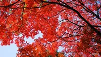 六義園の写真・動画_image_105105