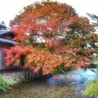祇園白川の写真・動画_image_105132