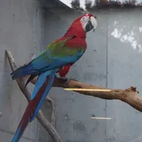 千葉市動物公園の写真・動画_image_105146