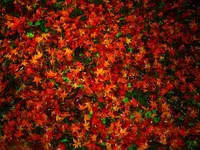 兼六園の写真・動画_image_105267