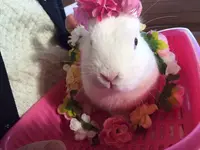 伊香保グリーン牧場の写真・動画_image_105279