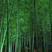 白鳥庭園の写真・動画_image_105778