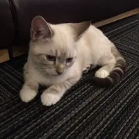 猫カフェ 猫の王様 川口店の写真・動画_image_105887