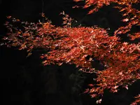 養老渓谷の写真・動画_image_106028
