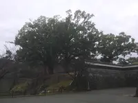 熊本城の写真・動画_image_106198