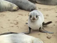 ケープ・クロスの写真・動画_image_106381