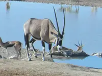 エトーシャ国立公園の写真・動画_image_106394