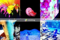 すみだ水族館の写真・動画_image_106470