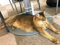 Cat Cafe ねころびの写真・動画_image_106595