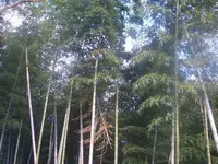 上宮天満宮の写真・動画_image_106936