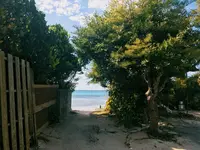 備瀬のフクギ並木の写真・動画_image_107691