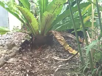 やヤンバルクイナ生態展示学習施設の写真・動画_image_107829