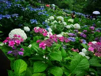 長谷寺の写真・動画_image_108077