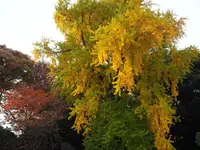瀧泉寺（目黒不動）の写真・動画_image_108121