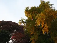 瀧泉寺（目黒不動）の写真・動画_image_108122