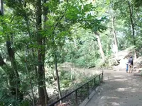 等々力渓谷の写真・動画_image_108409