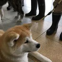 大館駅の写真・動画_image_108610