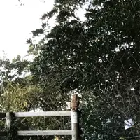 安房神社の写真・動画_image_108696