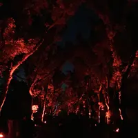 京都府立植物園の写真・動画_image_108767