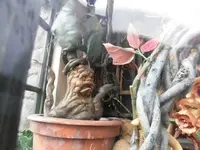 ウィザーディング・ワールド・ オブ・ハリー・ポッター™の写真・動画_image_108820