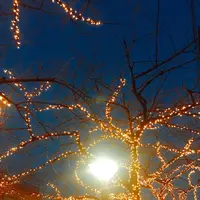 目黒川の写真・動画_image_108989