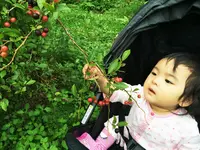 あっぷるみんとハーブ農園・自然食レストラン 風のもりの写真・動画_image_109481