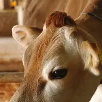 自然薯料理 やまたけの写真・動画_image_109515