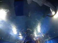 海遊館の写真・動画_image_109529