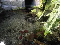 海遊館の写真・動画_image_109532