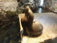 海遊館の写真・動画_image_109533