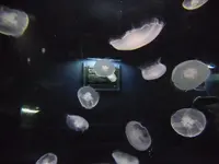 海遊館の写真・動画_image_109545