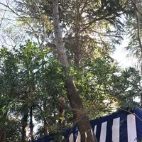 安居神社の写真・動画_image_109565