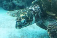 沖縄美ら海水族館の写真・動画_image_109656