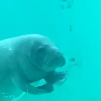 沖縄美ら海水族館の写真・動画_image_109658