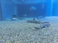 海遊館の写真・動画_image_109781