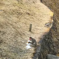 明智平ロープウェイの写真・動画_image_110654