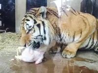京都市動物園の写真・動画_image_111133