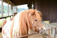 吉原ごんべえ村の写真・動画_image_111201