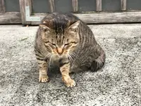 花見寺修性院の写真・動画_image_111372