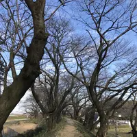 黄金堤の写真・動画_image_111418