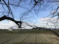 黄金堤の写真・動画_image_111419