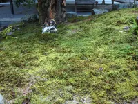 南禅寺の写真・動画_image_112015