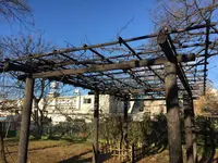 小石川植物園の写真・動画_image_112078